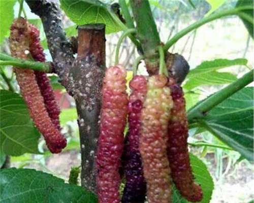 桑葚种子可以吃吗？食用桑葚种子的正确方法是什么？