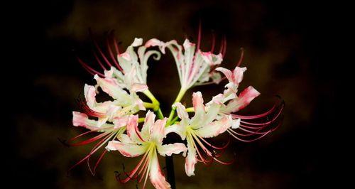 曼陀罗华之美——探索花卉背后的秘密(揭开曼陀罗华的神秘面纱)