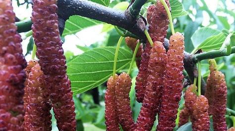 桑葚种子可以吃吗？食用桑葚种子的正确方法是什么？