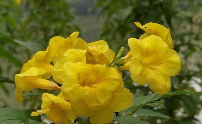 黄色花卉有哪些种类?如何选择适合自己的黄色花卉? 黄色花卉有哪些种类?如何选择适合自己的黄色花卉?