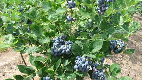 蓝莓播种的最佳时间是什么时候?播种后需要注意哪些问题? 蓝莓播种的最佳时间是什么时候?播种后需要注意哪些问题?