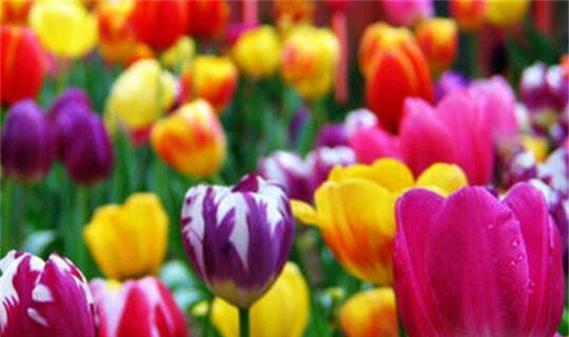 郁金香的花语与代表意义（传达情感的鲜花——郁金香的美丽寓意）