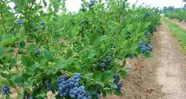 蓝莓播种的最佳时间是什么时候?播种后需要注意哪些问题? 蓝莓播种的最佳时间是什么时候?播种后需要注意哪些问题?