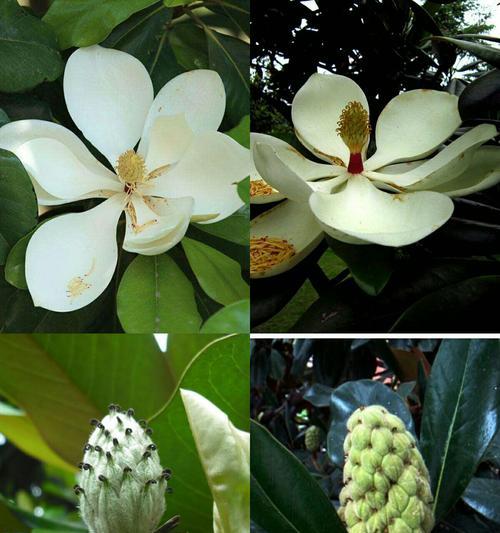 广玉兰的果实有毒吗？食用后会有哪些影响？