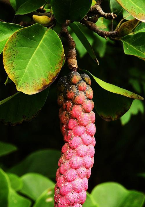 广玉兰的果实有毒吗?食用后会有哪些影响? 广玉兰的果实有毒吗?食用后会有哪些影响?