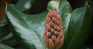 广玉兰的果实有毒吗?食用后会有哪些影响? 广玉兰的果实有毒吗?食用后会有哪些影响?