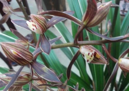 墨兰花语传递的美好情感（墨兰之恋）