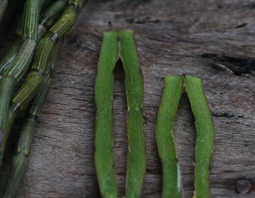 铁皮枫斗的功效与作用是什么?如何正确使用? 铁皮枫斗的功效与作用是什么?如何正确使用?