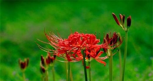 蔓珠莎华的花语与寓意（美丽的蔓珠莎华盛放着什么样的情感）