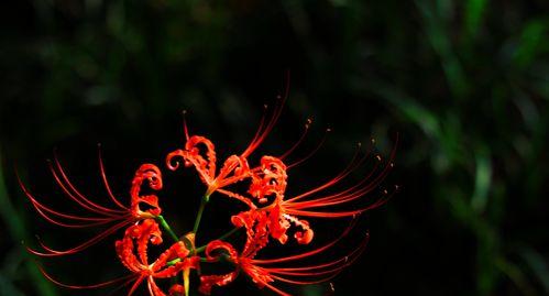 蔓珠莎华的花语与寓意（美丽的蔓珠莎华盛放着什么样的情感）