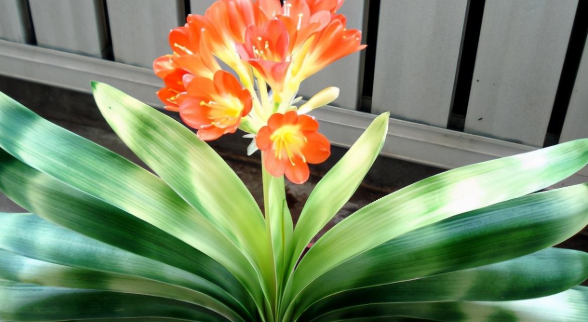 米酒浇花的正确方法和注意事项是什么? 米酒浇花的正确方法和注意事项是什么?