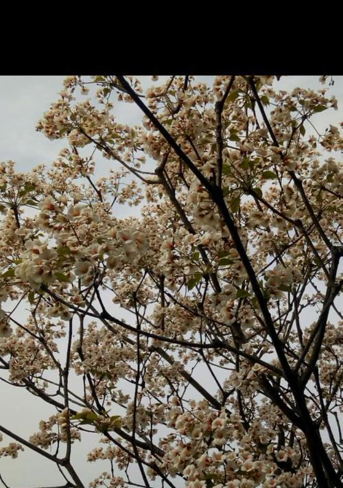 情绪盎然,油桐花迎来初恋之春(情窦初开)