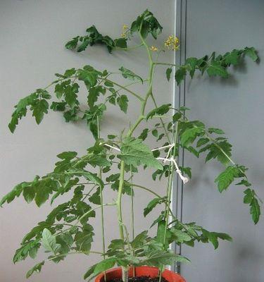 圣女果打什么药好?防治病虫害的最佳选择是什么? 圣女果打什么药好?防治病虫害的最佳选择是什么?