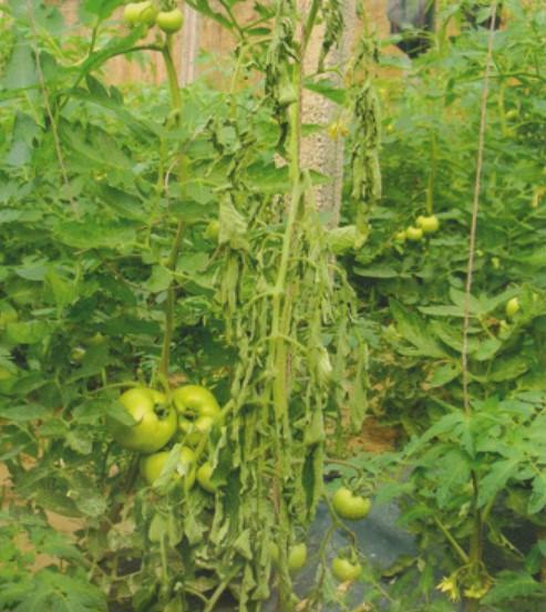 圣女果打什么药好?防治病虫害的最佳选择是什么? 圣女果打什么药好?防治病虫害的最佳选择是什么?