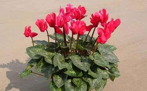 仙客来养殖需要注意什么？如何正确养殖仙客来？