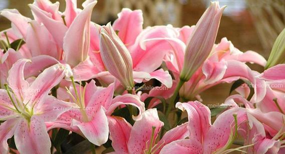 水仙百合花语——传递爱与美的使者(水仙百合花语的深意与象征)