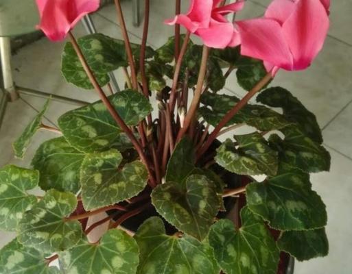 仙客来养殖需要注意什么？如何正确养殖仙客来？