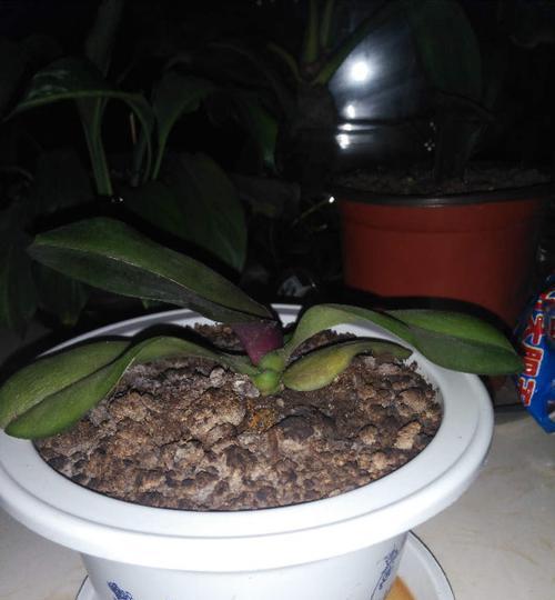 蝴蝶兰不长叶子怎么办?如何促进蝴蝶兰健康生长? 蝴蝶兰不长叶子怎么办?如何促进蝴蝶兰健康生长?