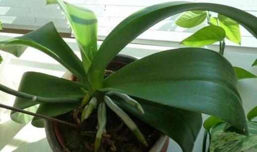 蝴蝶兰不长叶子怎么办？如何促进蝴蝶兰健康生长？