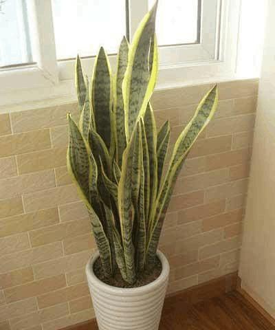 虎皮兰能在室内养吗？室内养殖虎皮兰的注意事项是什么？