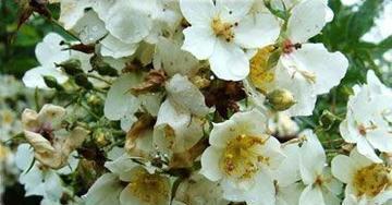 警告之花语（揭示花卉中蕴含的神秘警告信号）