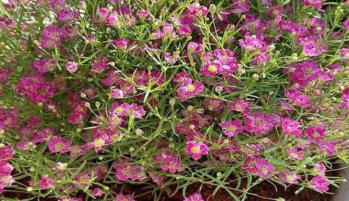 警告之花语（揭示花卉中蕴含的神秘警告信号）