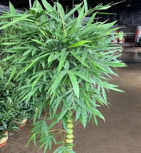 家里可以种佛肚竹吗?种植条件和养护方法是什么? 家里可以种佛肚竹吗?种植条件和养护方法是什么?