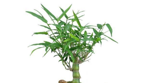 家里可以种佛肚竹吗?种植条件和养护方法是什么? 家里可以种佛肚竹吗?种植条件和养护方法是什么?