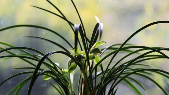 兰花的花语与寓意(探究兰花的神秘之美)