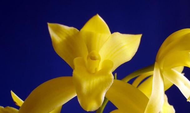 兰花的花语与寓意（探究兰花的神秘之美）