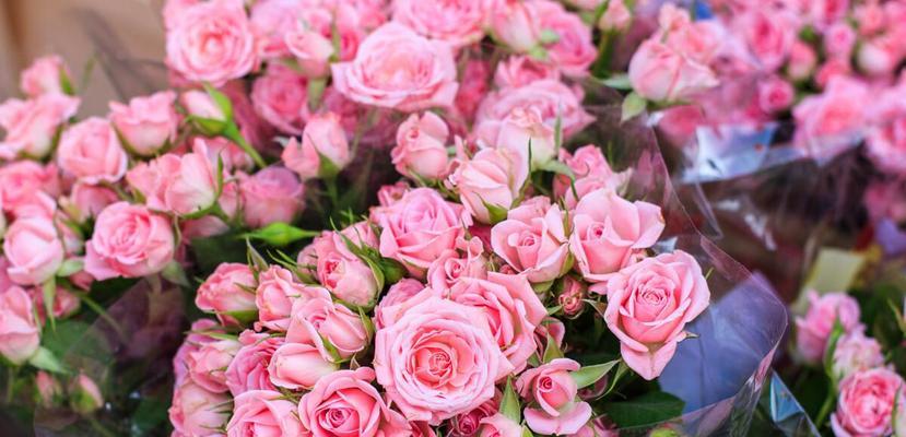 粉色玫瑰的花语与意义(探寻粉色玫瑰花的神秘之美)