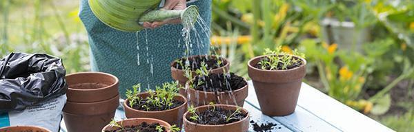 软水机的水浇花好吗？对植物生长有影响吗？