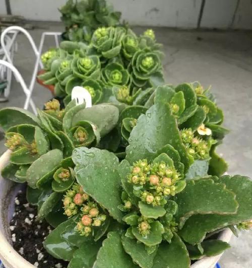 软水机的水浇花好吗？对植物生长有影响吗？