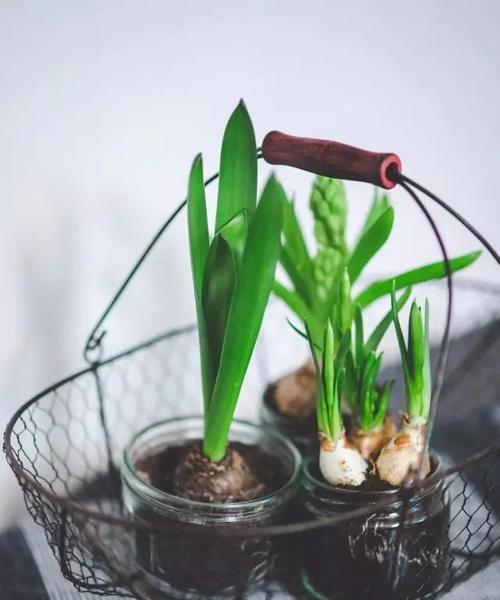 软水机的水浇花好吗?对植物生长有影响吗?