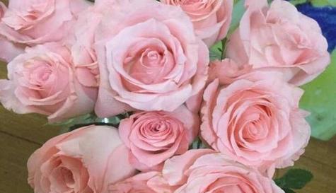 粉色玫瑰的花语与意义（探寻粉色玫瑰花的神秘之美）
