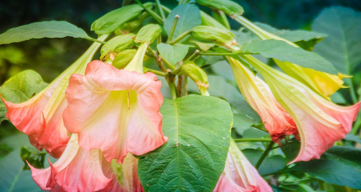 阿司匹林可以种花吗?使用阿司匹林对植物有哪些好处?