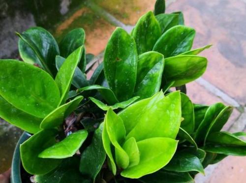 阿司匹林可以种花吗？使用阿司匹林对植物有哪些好处？