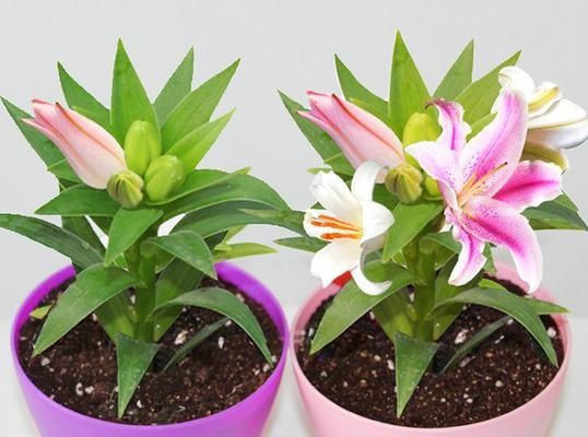 黄金霸百合花语(探索黄金霸百合的美丽寓意与深刻内涵)