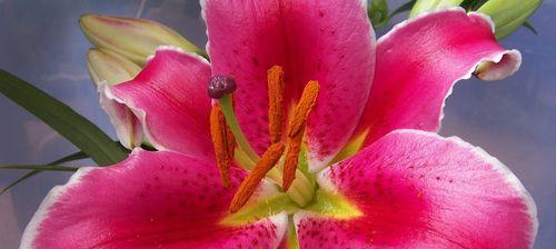 黄金霸百合花语（探索黄金霸百合的美丽寓意与深刻内涵）