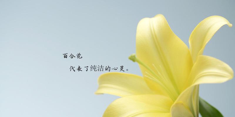 黄金霸百合花语（探索黄金霸百合的美丽寓意与深刻内涵）