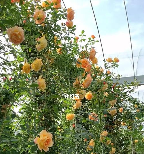 藤本月季花期多长时间？如何延长花期？