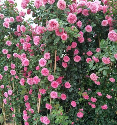 藤本月季花期多长时间？如何延长花期？