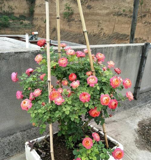 藤本月季花期多长时间？如何延长花期？