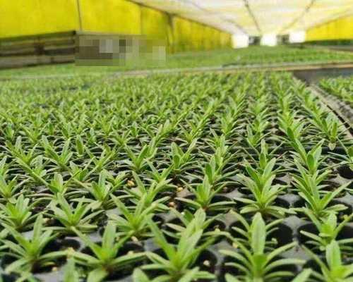 学校适合种什么植物?如何选择适合校园环境的植物种类?