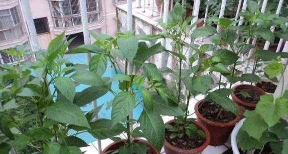 学校适合种什么植物?如何选择适合校园环境的植物种类? 学校适合种什么植物?如何选择适合校园环境的植物种类?