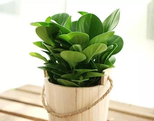 学校适合种什么植物?如何选择适合校园环境的植物种类? 学校适合种什么植物?如何选择适合校园环境的植物种类?