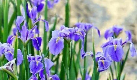 鸢尾花（传递多种情感的花语之美）