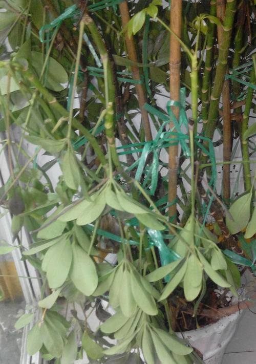 鸭掌木叶尖发黄怎么办？如何有效处理和预防？