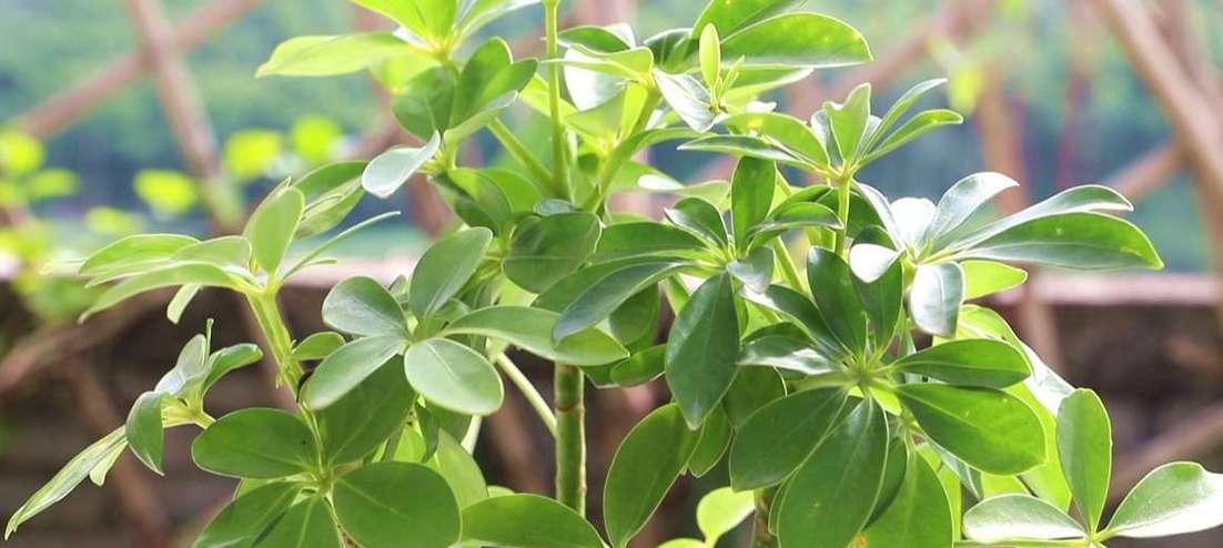 鸭掌木叶尖发黄怎么办？如何有效处理和预防？