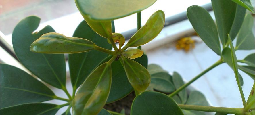 鸭掌木叶尖发黄怎么办？如何有效处理和预防？